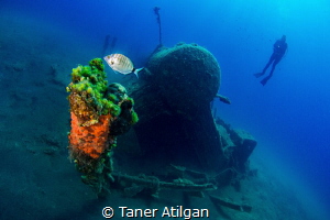 Wreck from Kabatepe/Turkey - no crop by Taner Atilgan 